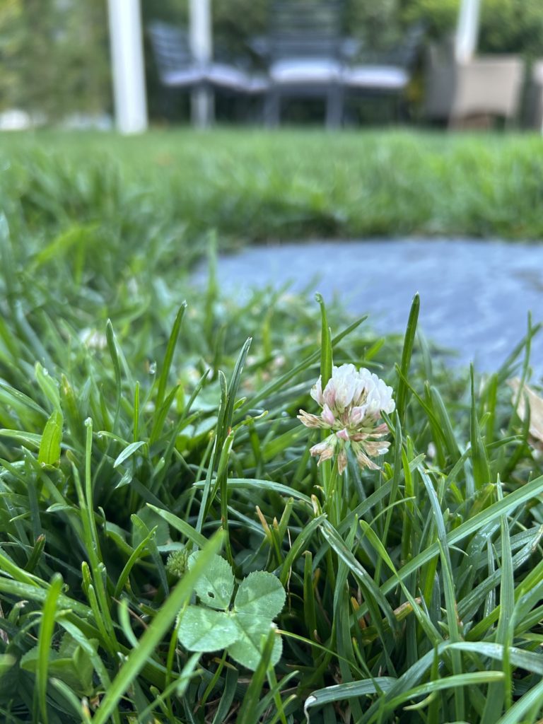 リスボン。これは久しぶりに見つけたのでちょっとうれしい。