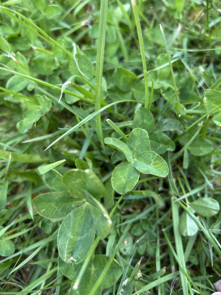 四葉が2つある。同じところに生えやすいという説も。